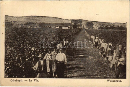 Odobesti, La Vie / Weinernte / grape harvest (EK)