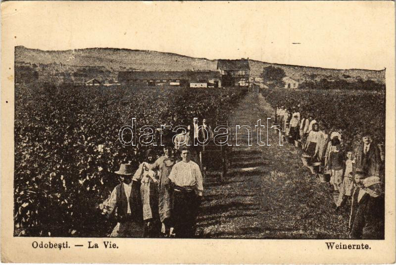 Odobesti, La Vie / Weinernte / grape harvest (EK)