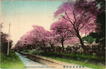 Tokyo, Cherry-blossoms Koganei, market