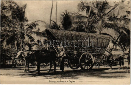 Colombo, Ceylan bullocks team, ox cart / Attelage de boeufs a Ceylan
