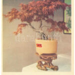 China - Miniature Landscape Gardening - modern képeslapfüzet 12 képeslappal / modern postcard booklet with 123 postcards - Image 3