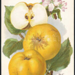 1914-17 2 db gyümöcsöket ábrázoló litográfia 26x18 cm