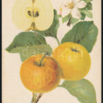 1914-17 2 db gyümöcsöket ábrázoló litográfia 26x18 cm - Image 2