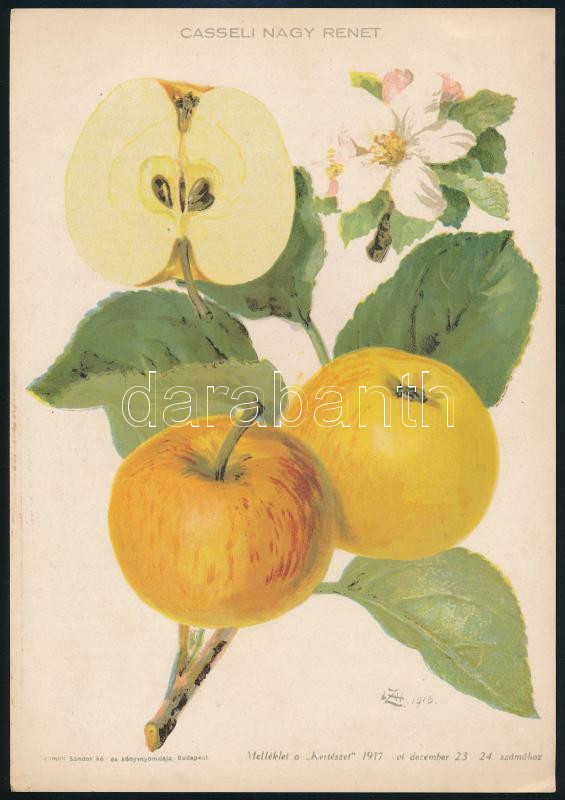 1914-17 2 db gyümöcsöket ábrázoló litográfia 26x18 cm - Image 2