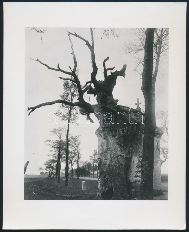 Eugene Atget (1857-1927): Route, Amiens, fotóreprodukció, hátoldalon feliratozva, 26×20 cm