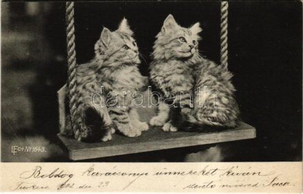 1902 Kis macskák / Cats