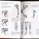 Flandorffer Tamás-Hajas József: Ló és lovaglás. Bp.,1997,Noran. Kiadói papírkötés, volt könyvtári példány. - Image 2