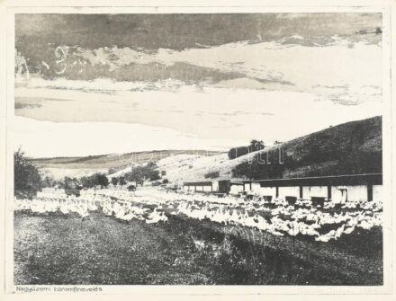 Kovács Tamás (1942-1999): Nagyüzemi baromfinevelés. Rézkarc, mezzotinto, papír. Jelzett. 29,5x39,5 cm