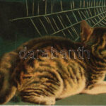 1919 Cica és pók / Cat and spider. Wenau-Postkarte No. 606. litho (fa)