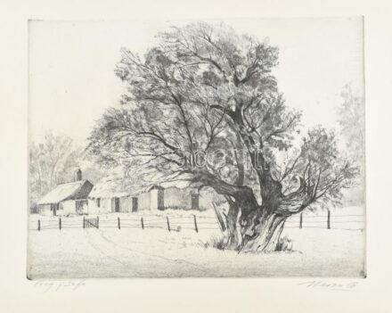 Beron Gyula (1885-1971): Öreg fűzfa. Rézkarc, papír, jelzett. 29,5×39 cm