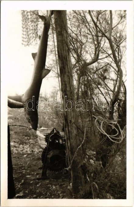 1976 Makarska, Morski cemo-pas / kifogott hal / caught fish. photo (non PC)