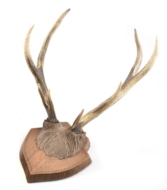 Régi szarvasagancs kopott, h: 50 cm