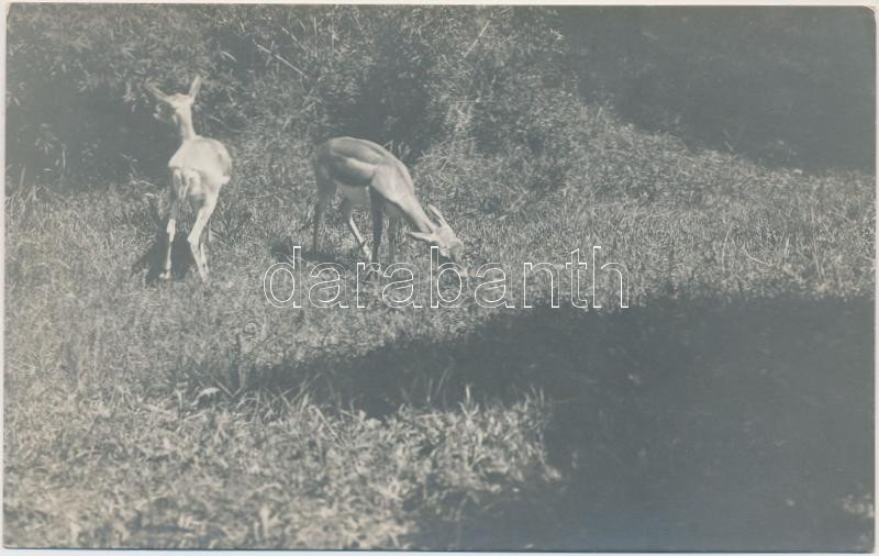 Brijuni, Brioni; deer, photo