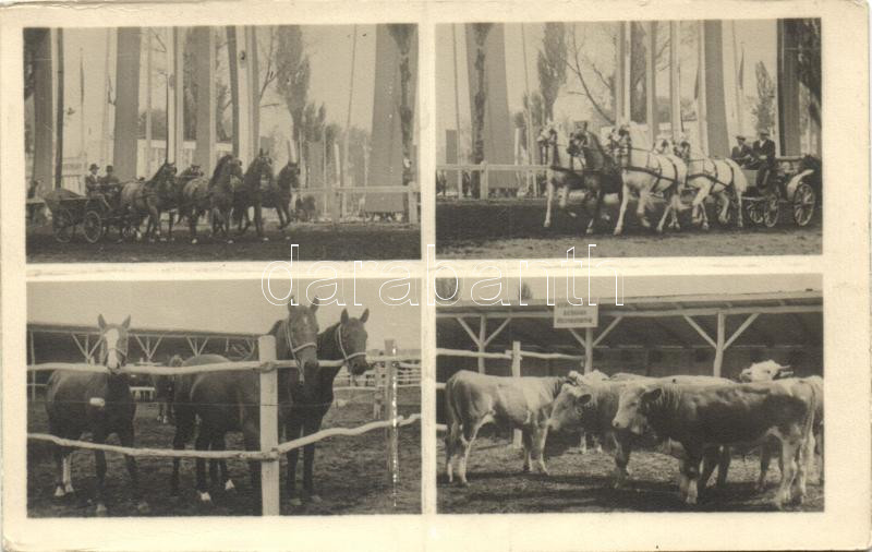 1952 Budapest, Országos Állattenyésztési Kiállítás (EK)