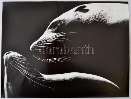 cca 1970 Sztachó Gyula: Fókapár, pecséttel jelzett, vintage fotóművészeti alkotás, 40x30 cm