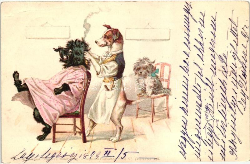 1899 Dog hairdresser. Theo. Stroefer's Kunstverlag Aquarell-Postkarte Serie V. (Tiere) No. 638. litho (EK)