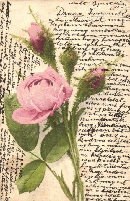Rose (EK)