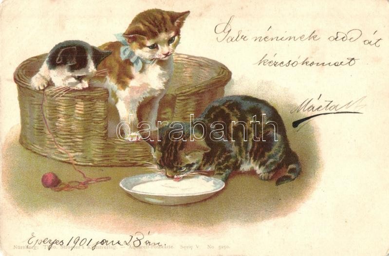 Cats. Theo. Stroefer's Kunstverlag Aquarell-Postkarte Serie V. No. 5250. litho (EK)