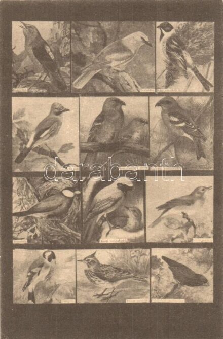 Éneklők csoportja. Magyar Földrajzi Intézet színes madár levelezőlapja I. / Singing Birds, songbirds. Hungarian bird series (EK)