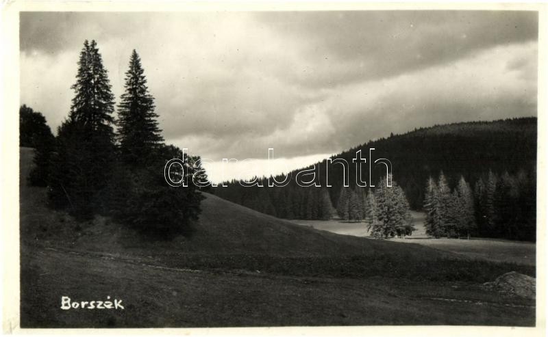 Borszék, Borsec; Erdőrészlet / forest (13,7 cm x 8,5 cm)
