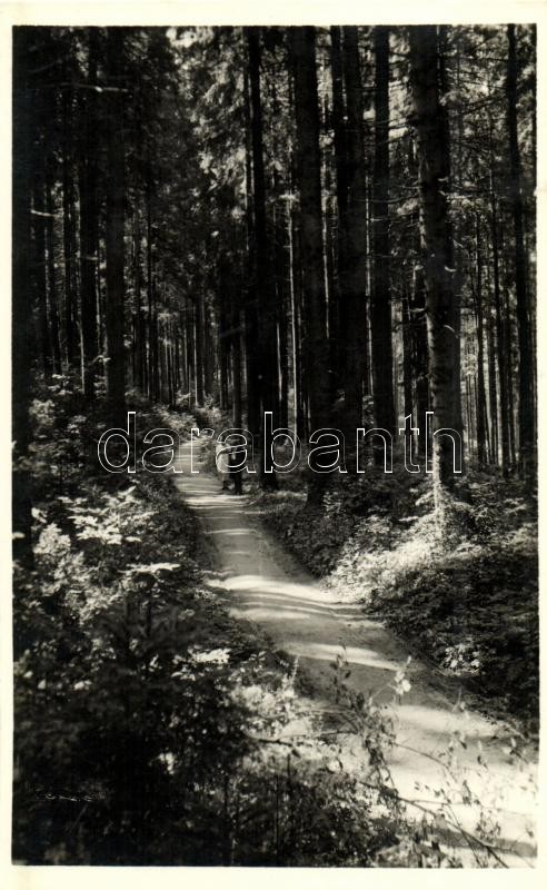1943 Borszék, Borsec; Árnyas sétány / forest, esplanade