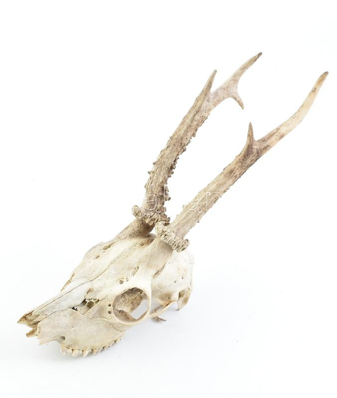 Őz trófea 38 cm