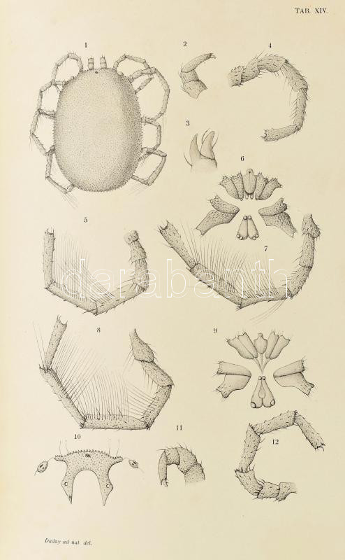 Zichy Jenő, gróf Harmadik ázsiai utazása -- Dritte asiatische Forschungsreise des - -. II. kötet. Bp-Leipzig., 1901. Hornyánszky-Hiersemann 470 p + XXVIII. t. Korabeli félvászon kötésben - Image 3