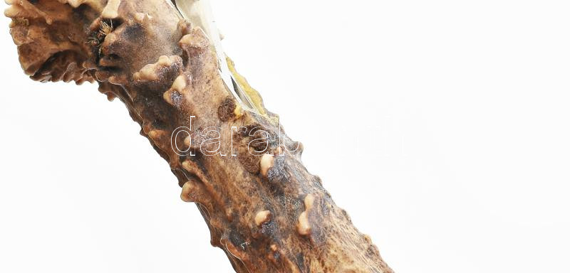 Dekoratív, vadász, agancs, fém, szivarvágó, jelzett, h: 21 cm - Image 2