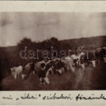 1910 Szépbokor, Szibukor, Szijbokor (Osgyán, Ozdany); tehén csorda / herd of cows. photo