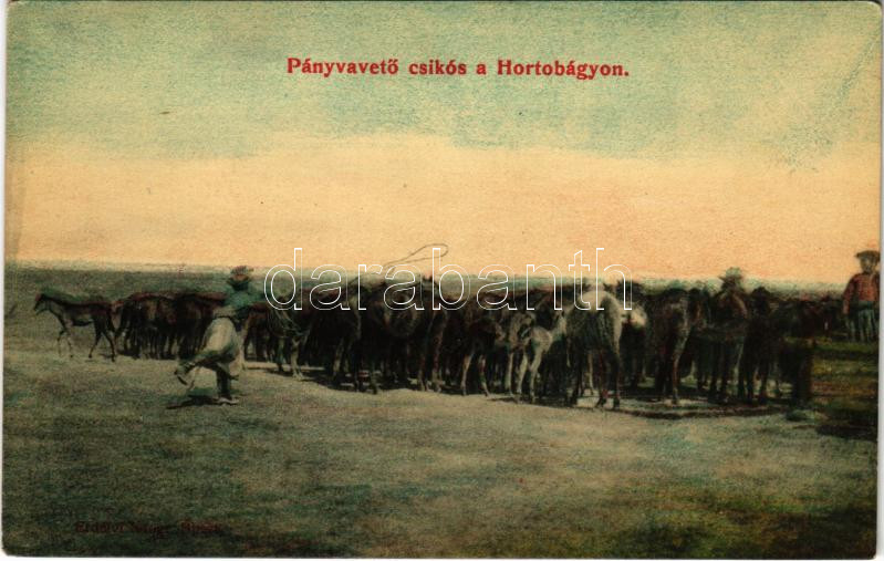 Hortobágy, pányvavető csikós