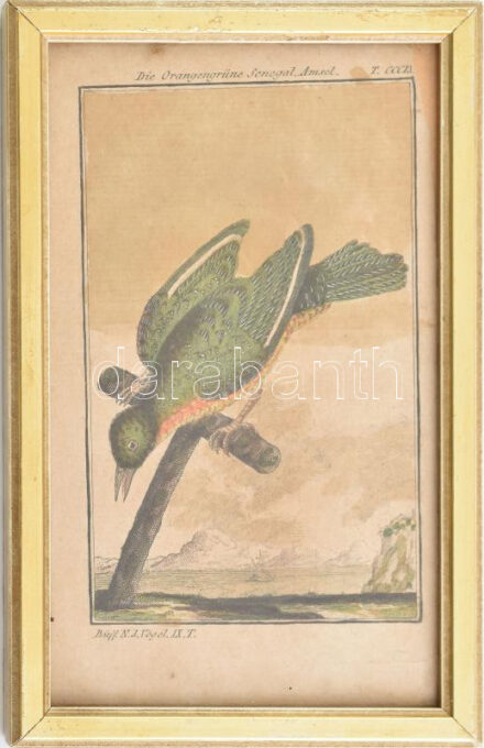 cca 1785 Narancszöld szenegáli rigó . George-Louis Leclerq de Buffon (1707-1788) francia természettudós Allgemeine Naturgeschichte című művéből (Berlin, 1771). Rézmetszet, papír, 14×8 cm Üvegezett keretben