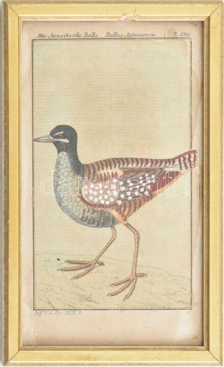 cca 1785 Jamaikai Rallus . George-Louis Leclerq de Buffon (1707-1788) francia természettudós Allgemeine Naturgeschichte című művéből (Berlin, 1771). Rézmetszet, papír, 14×8 cm Üvegezett keretben