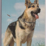 KUTYÁK - modern képeslapfüzet 13 képeslappal / DOGS - modern postcard booklet with 13 postcards