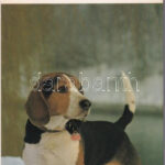 KUTYÁK - modern képeslapfüzet 13 képeslappal / DOGS - modern postcard booklet with 13 postcards - Image 2
