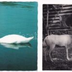 35 db MODERN állatos képeslap / 35 modern animal motive postcards - Image 2