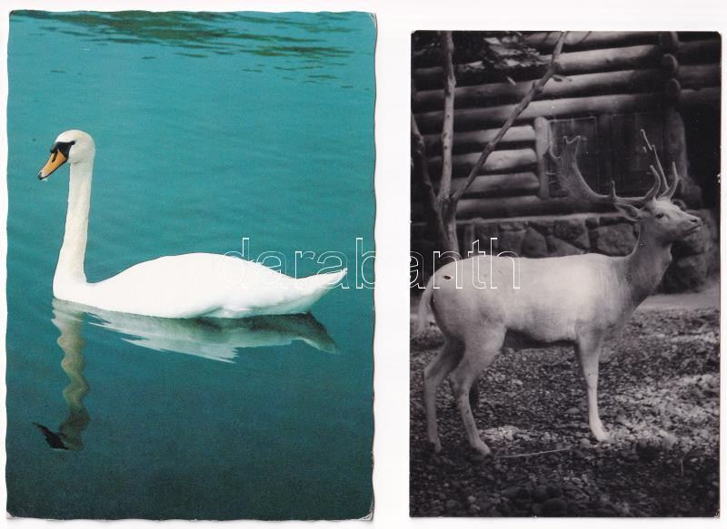 35 db MODERN állatos képeslap / 35 modern animal motive postcards - Image 2