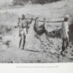 Széchényi Zsigmond: Nahar. Indiai útinapló. . Csui. Afrikai vadásznapló. 1928. október - 1929. április. Bp., 1964-1966., Szépirodalmi. Fekete-fehér fotókkal illusztrált. Kiadói félvászon-kötések, kopott borítókkal. + Molnár - Image 2