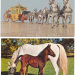 LOVAK - 32 db modern használatlan képeslap / HORSES - 32 modern unused postcards