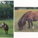 LOVAK - 32 db modern használatlan képeslap / HORSES - 32 modern unused postcards - Image 2