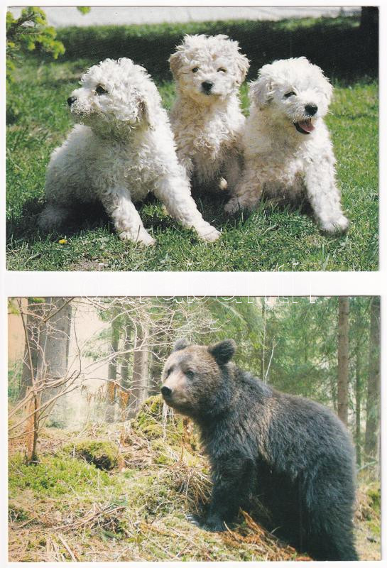 30 db MODERN állatos képeslap / 30 modern animal motive postcards - Image 2