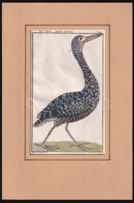cca 1790-1800 Der Onore (ardea tigrina, gém). Büff[on] Naturh[istorie] d[er] Vögel. Táblakép Buffon Histoire naturelle des oiseaux egy német nyelvű fordításából. Kézzel színezett rézmetszet paszpartuban / Coloured copper engraving,