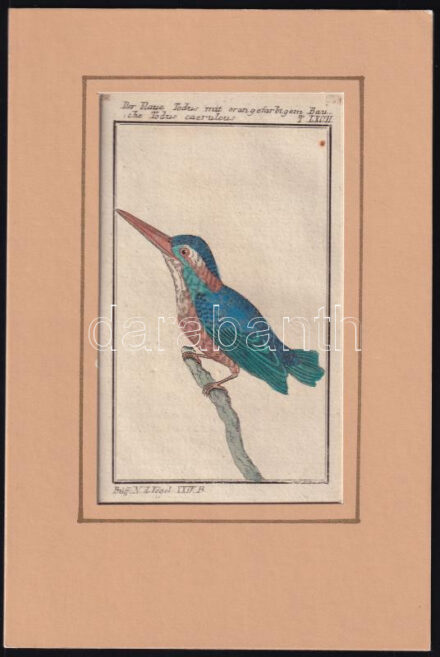 cca 1790-1800 Der blaue Todus (Todus caeruleus). Büff[on] Naturh[istorie] d[er] Vögel. Táblakép Buffon Histoire naturelle des oiseaux egy német nyelvű fordításából. Kézzel színezett rézmetszet, apró folttal, paszpartuban / Coloured