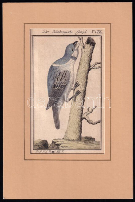 cca 1790-1800 Der Hamburgische Gimpel (énekesmadár). Büff[on] Naturh[istorie] d[er] Vögel. Táblakép Buffon Histoire naturelle des oiseaux egy német nyelvű fordításából. Kézzel színezett rézmetszet paszpartuban / Coloured copper