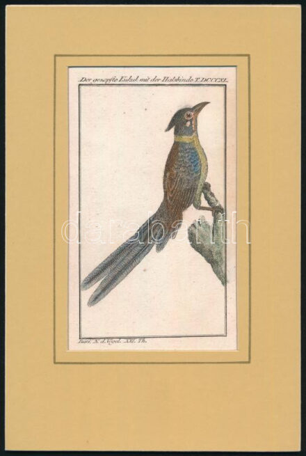 cca 1790-1800 Der gezopfte Kukuk. Büff[on] Naturh[istorie] d[er] Vögel. Kakukk. Táblakép Buffon Histoire naturelle des oiseaux egy német nyelvű fordításából. Kézzel színezett rézmetszet paszpartuban / Coloured copper engraving, 24x17cm