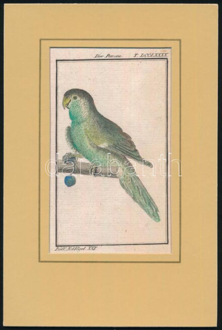 cca 1790-1800 Der Pavane. Büff[on] Naturh[istorie] d[er] Vögel. Papagáj. Táblakép Buffon Histoire naturelle des oiseaux egy német nyelvű fordításából. Kézzel színezett rézmetszet paszpartuban / Coloured copper engraving, 14x8 cm
