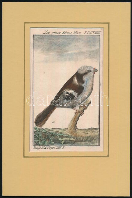 cca 1790-1800 Die grosse blaue Meise (kék cinege). Büff[on] Naturh[istorie] d[er] Vögel. Táblakép Buffon Histoire naturelle des oiseaux egy német nyelvű fordításából. Kézzel színezett rézmetszet paszpartuban / Coloured copper