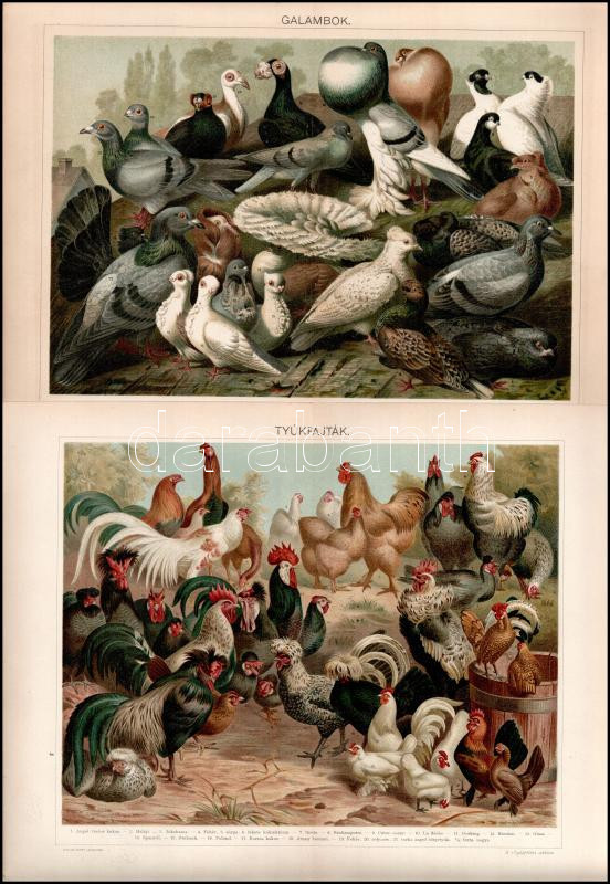 cca 1895-1900 6 db színes madár illusztráció (ragadozó madarak, galambok, kolibrik stb.) a Pallas Nagy Lexikonából, részben foltos, 24x30 cm