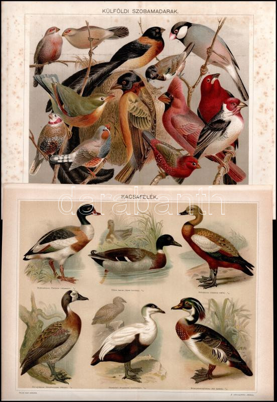 cca 1895-1900 6 db színes madár illusztráció (ragadozó madarak, galambok, kolibrik stb.) a Pallas Nagy Lexikonából, részben foltos, 24x30 cm - Image 2