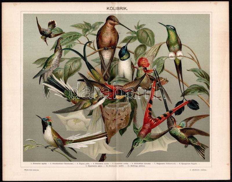 cca 1895-1900 6 db színes madár illusztráció (ragadozó madarak, galambok, kolibrik stb.) a Pallas Nagy Lexikonából, részben foltos, 24x30 cm - Image 3
