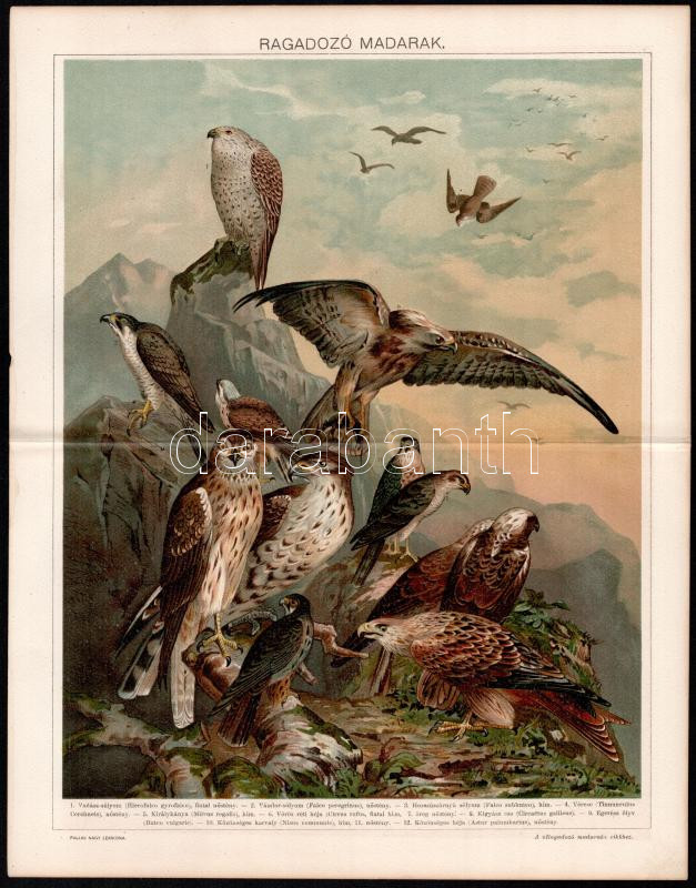 cca 1895-1900 6 db színes madár illusztráció (ragadozó madarak, galambok, kolibrik stb.) a Pallas Nagy Lexikonából, részben foltos, 24x30 cm - Image 4